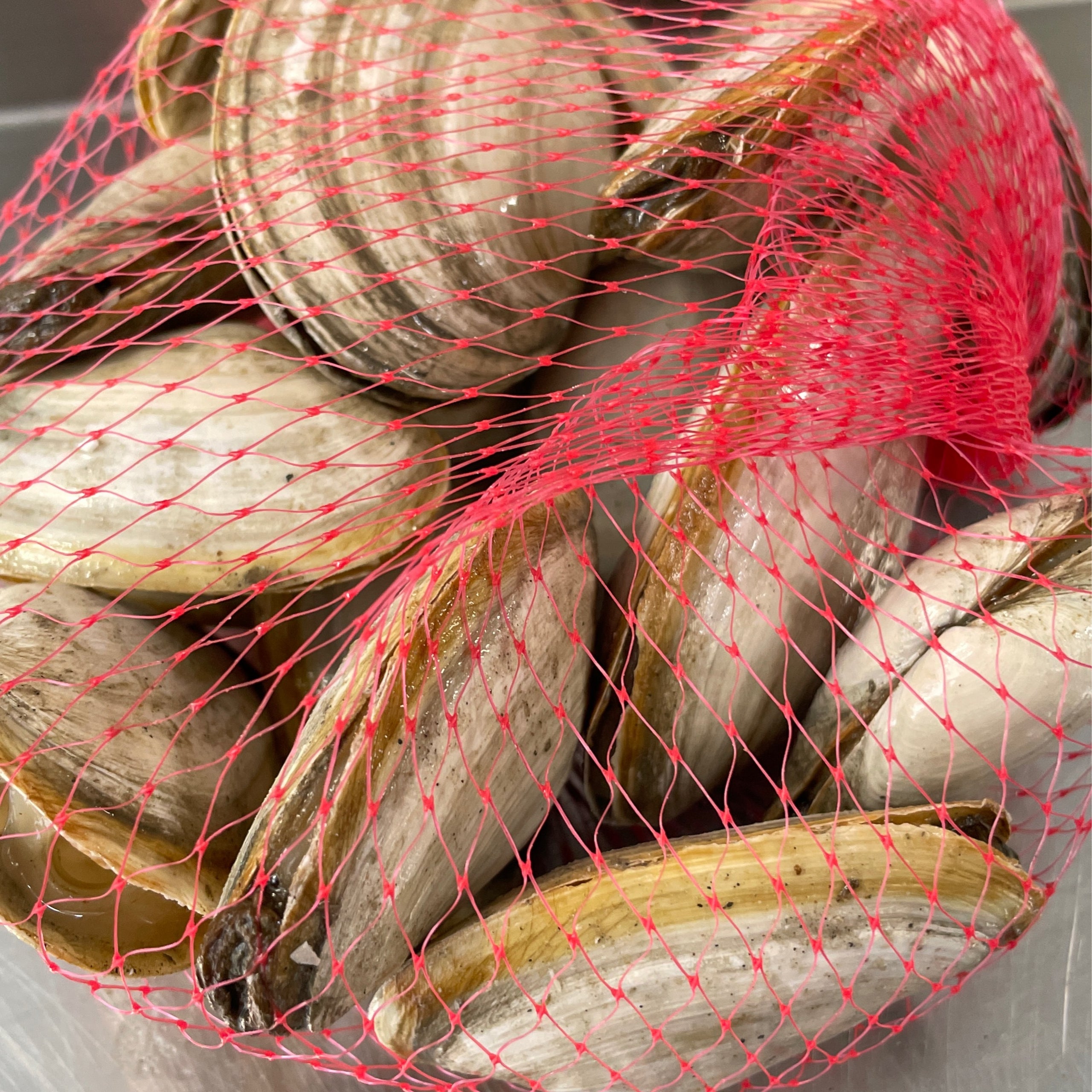 Steamers (1 lb bag) Fisherman's Wharf Gloucester LLC